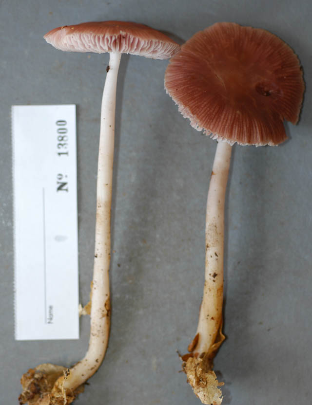 Mycena pura image